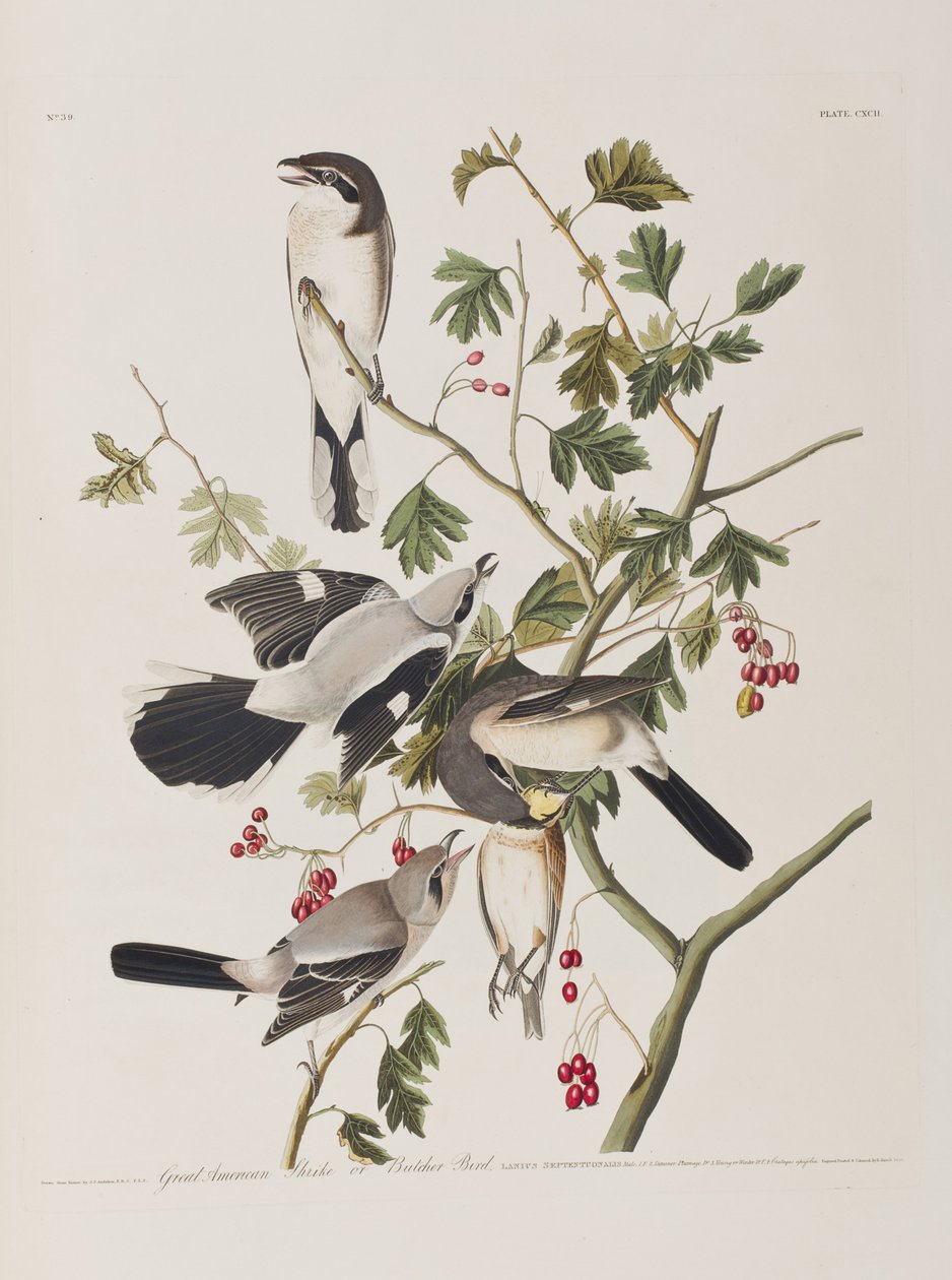 Illustration från "Birds of America" av John James Audubon