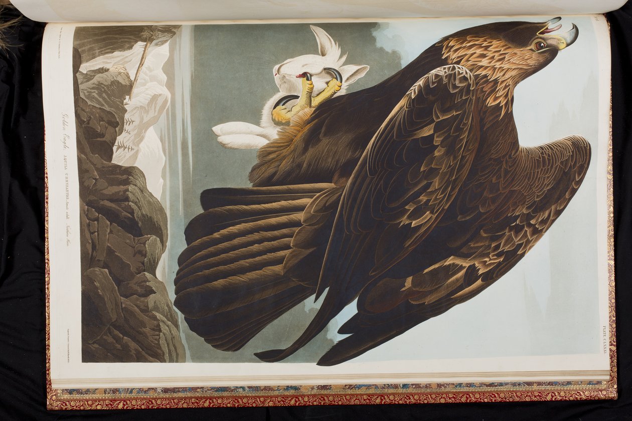 Illustration från "Birds of America" av John James Audubon
