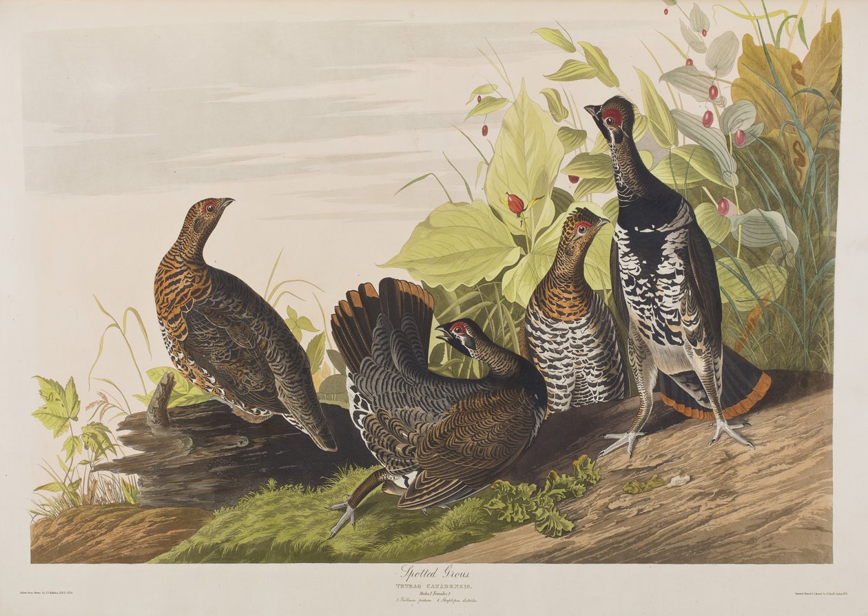 Illustration från "Birds of America" av John James Audubon