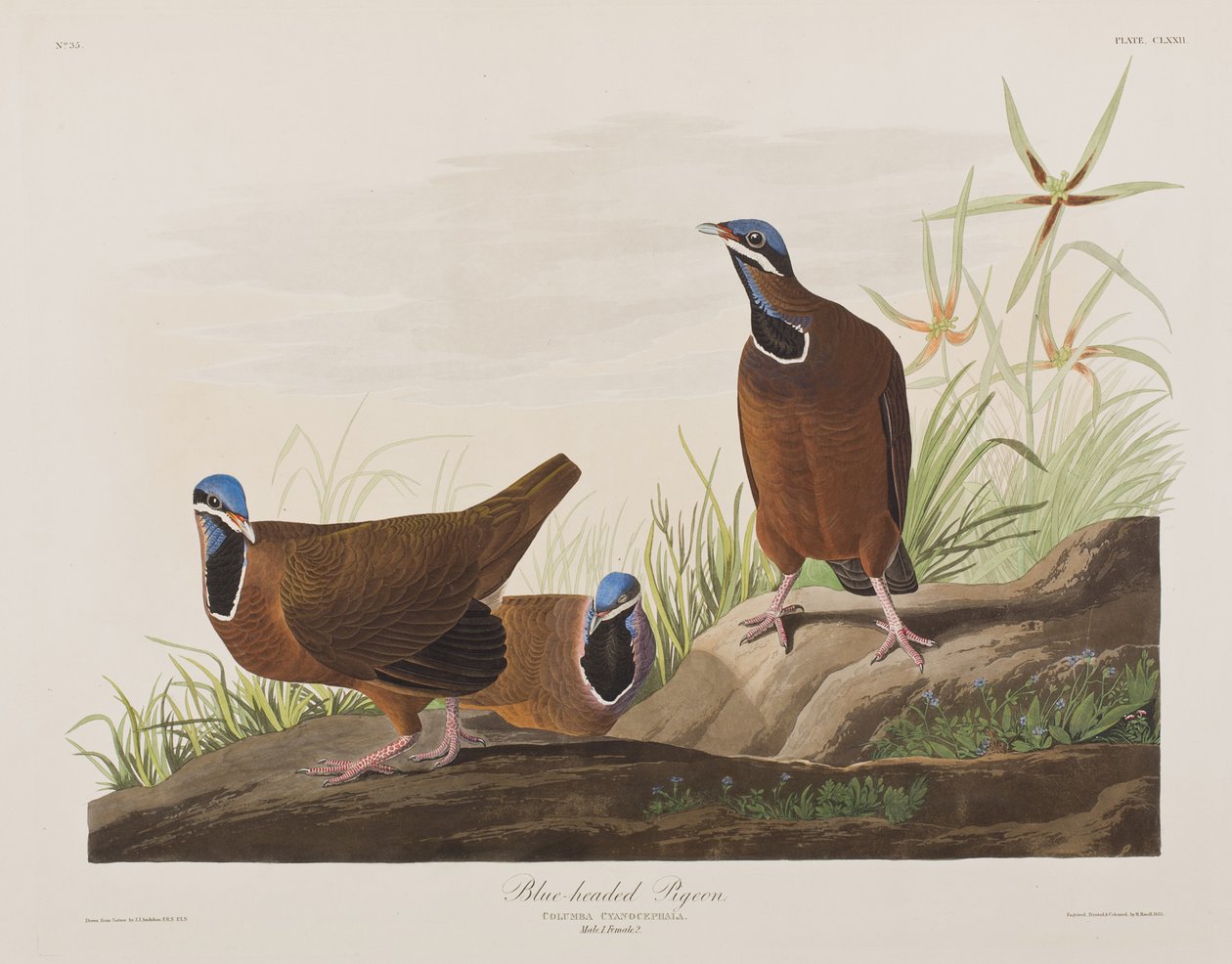 Illustration från "Birds of America" av John James Audubon