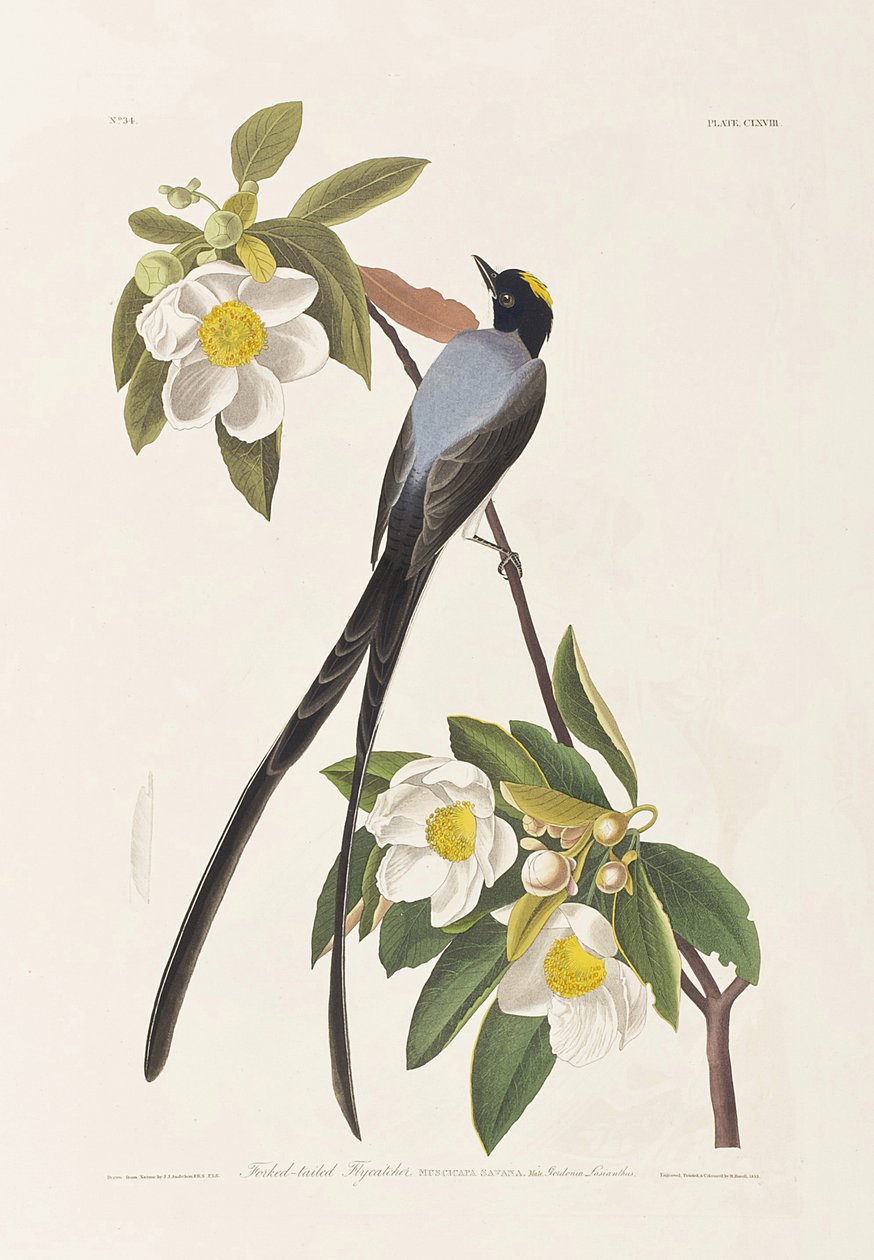 Illustration från "Birds of America" av John James Audubon