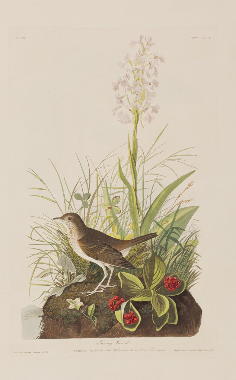 Illustration från "Birds of America" (Fåglar i Amerika) av John James Audubon