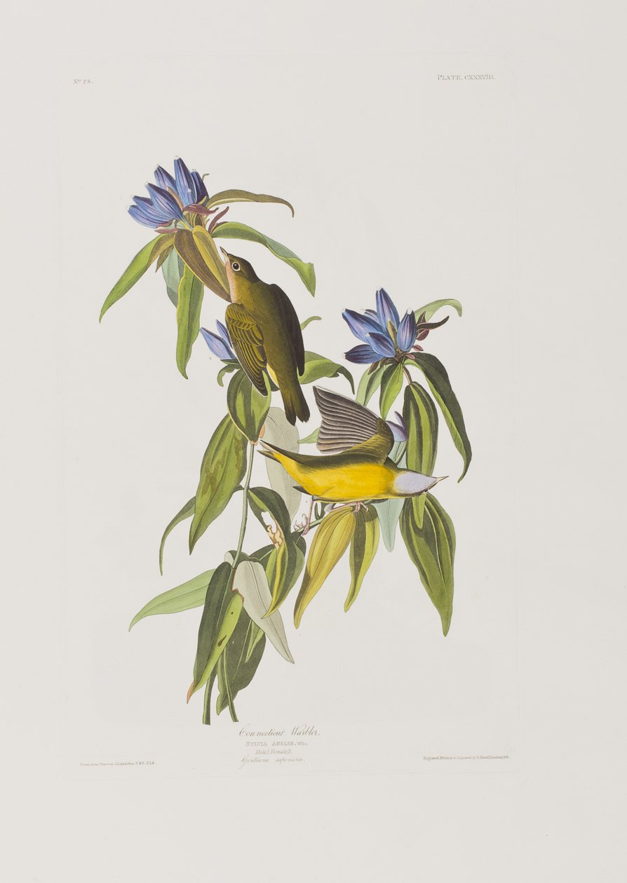 Illustration från "Birds of America" av John James Audubon
