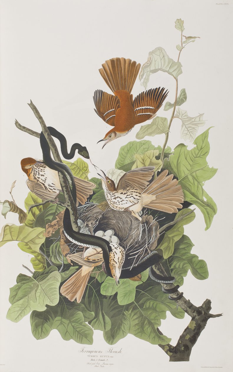 Illustration från "Birds of America" av John James Audubon