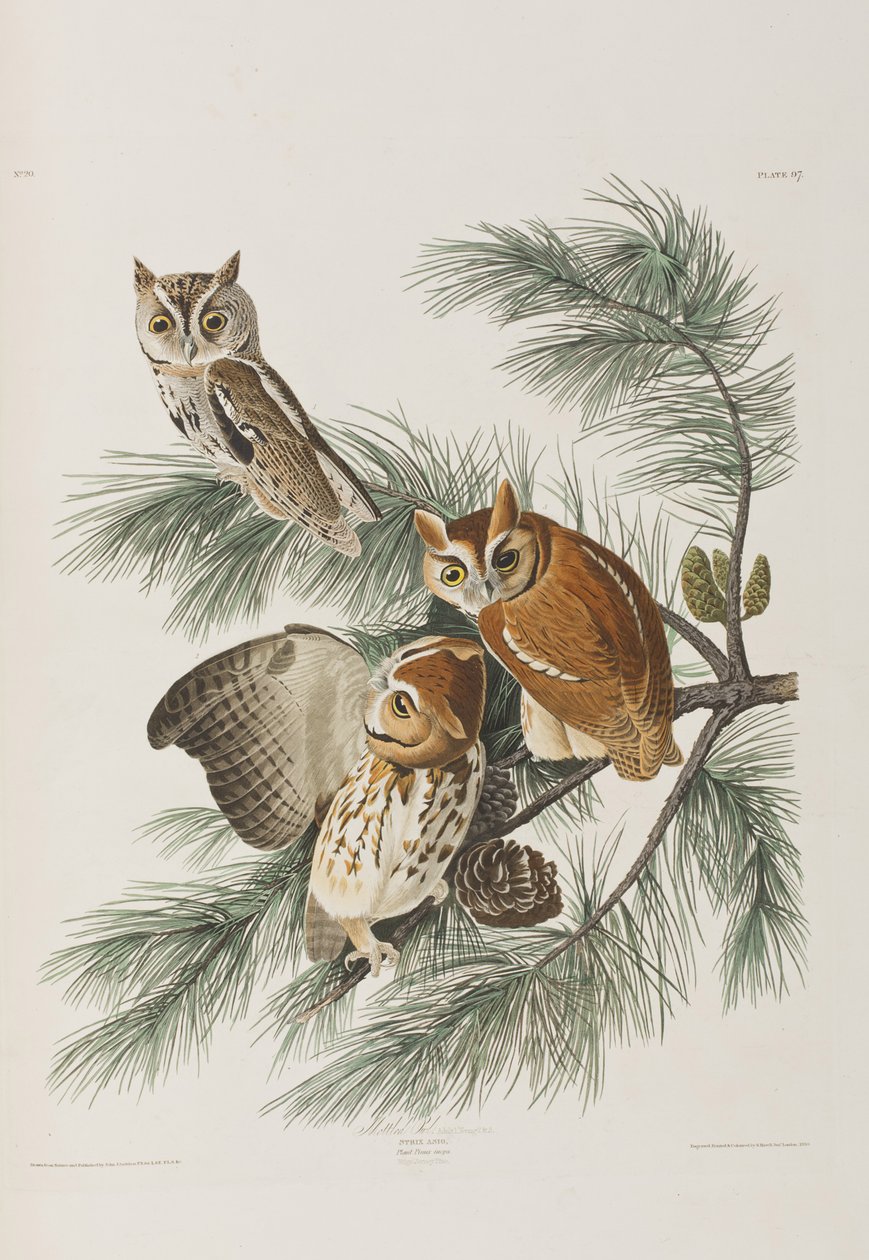 Illustration från "Birds of America" av John James Audubon