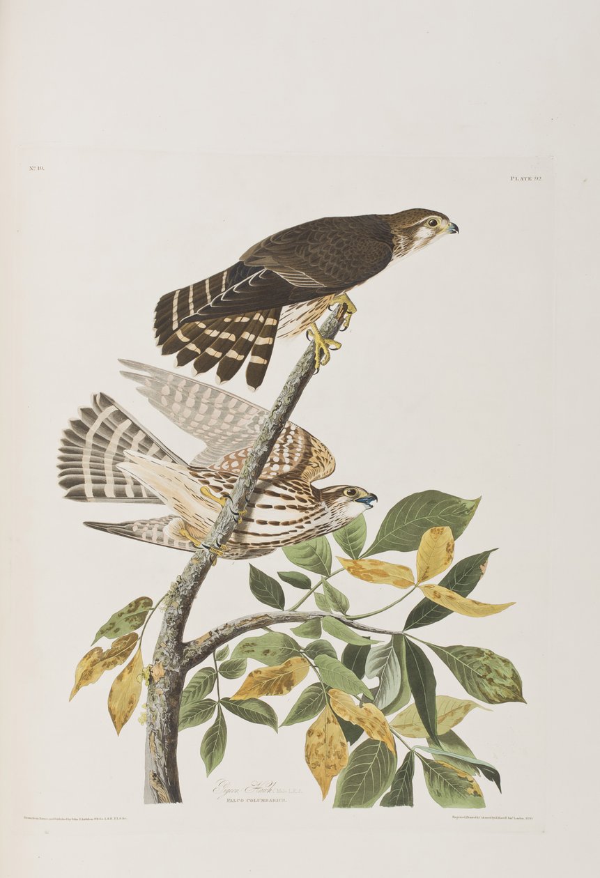 Illustration från "Birds of America" av John James Audubon
