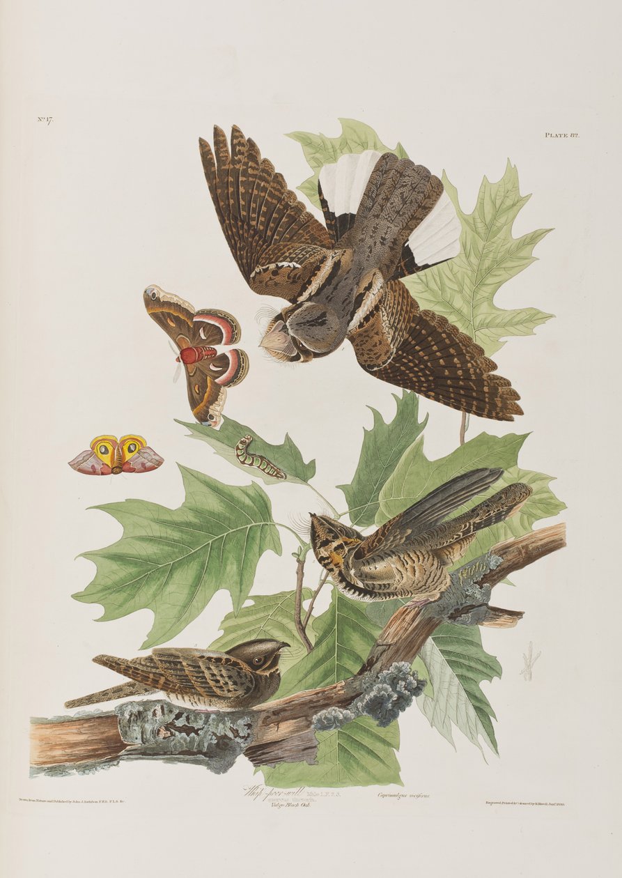 Illustration från "Birds of America" av John James Audubon