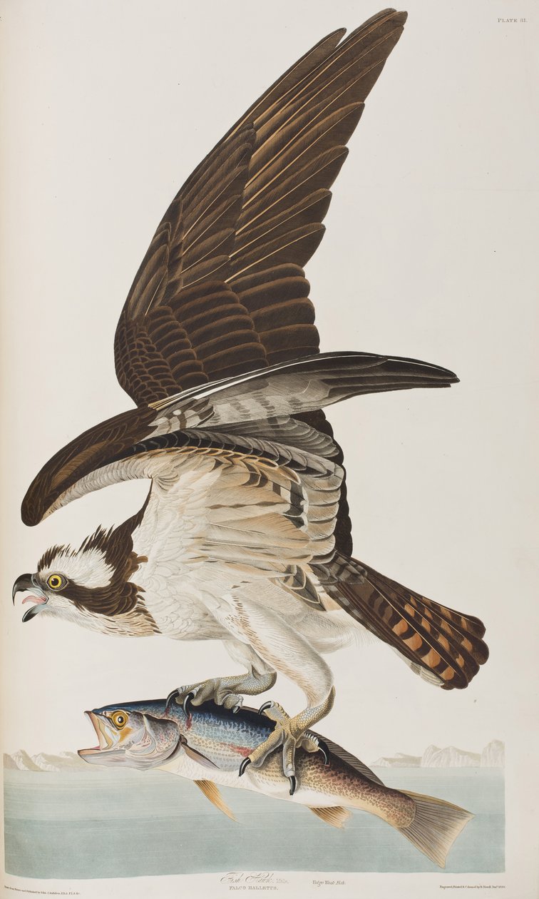 Illustration från "Birds of America" av John James Audubon