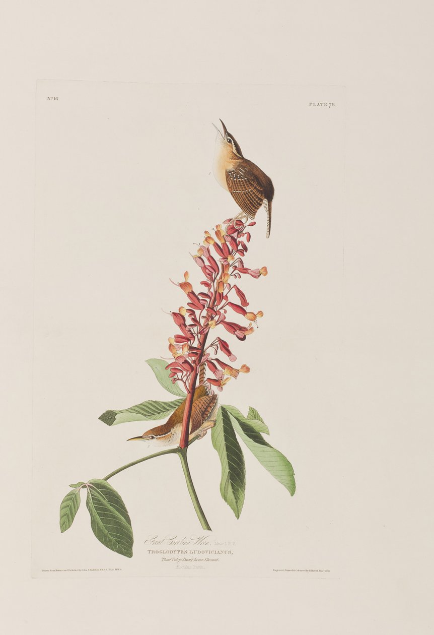 Illustration från "Birds of America" av John James Audubon