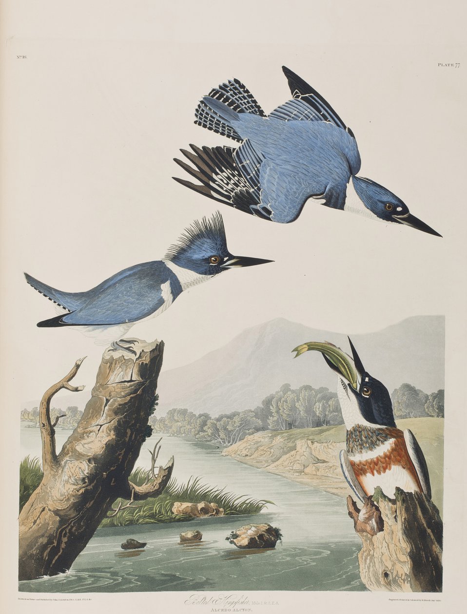 Illustration från "Birds of America" av John James Audubon