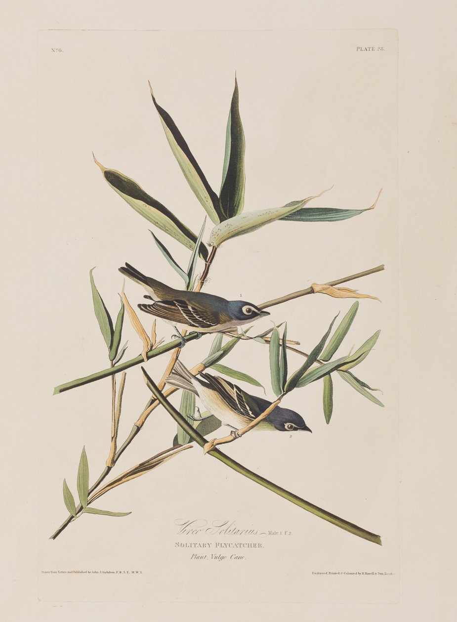 Illustration från "Birds of America" av John James Audubon