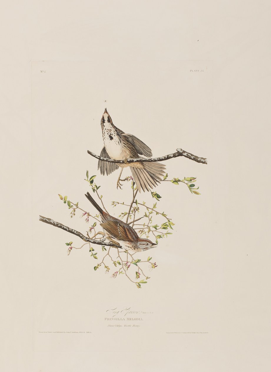 Illustration från "Birds of America" av John James Audubon