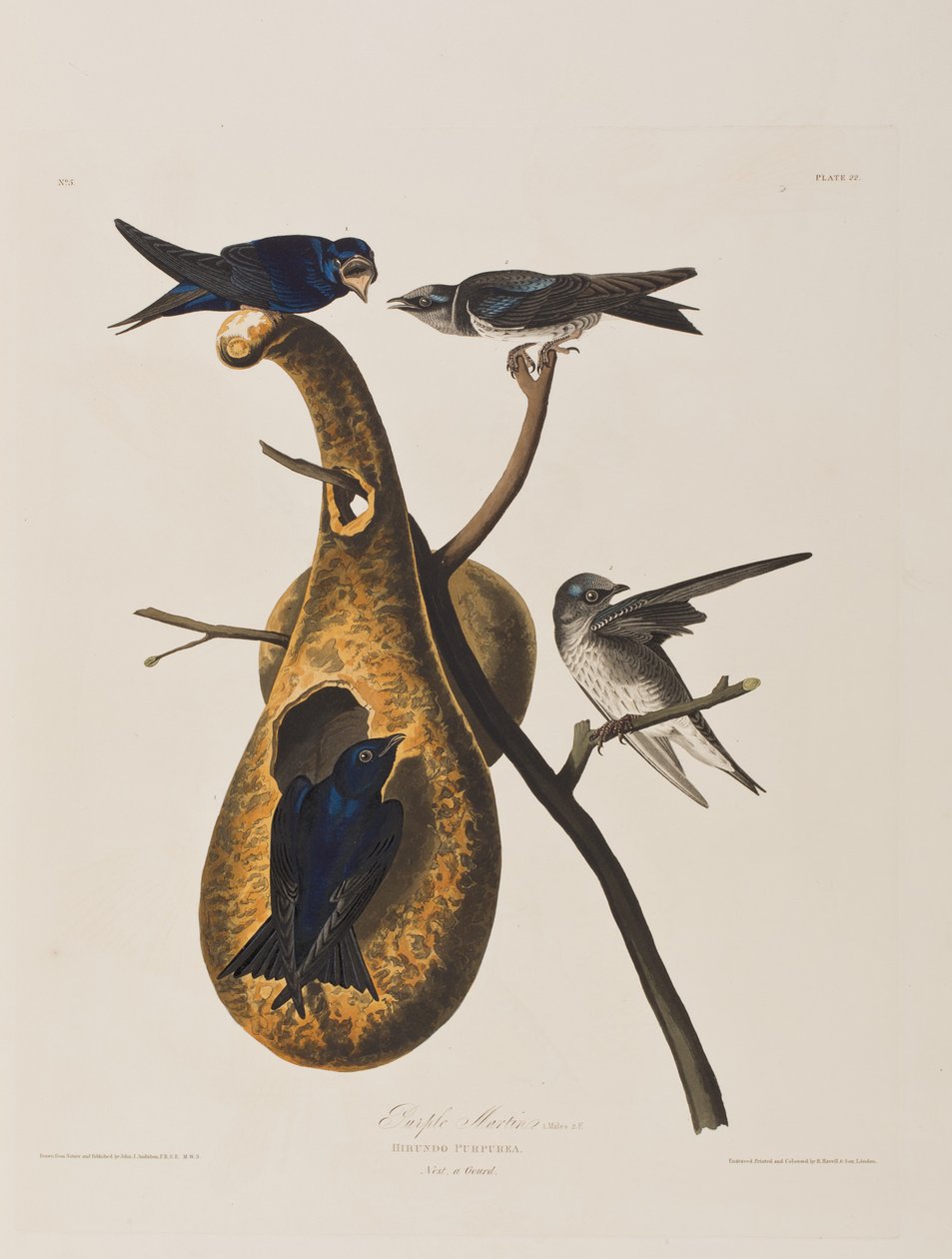 Illustration från "Birds of America" av John James Audubon