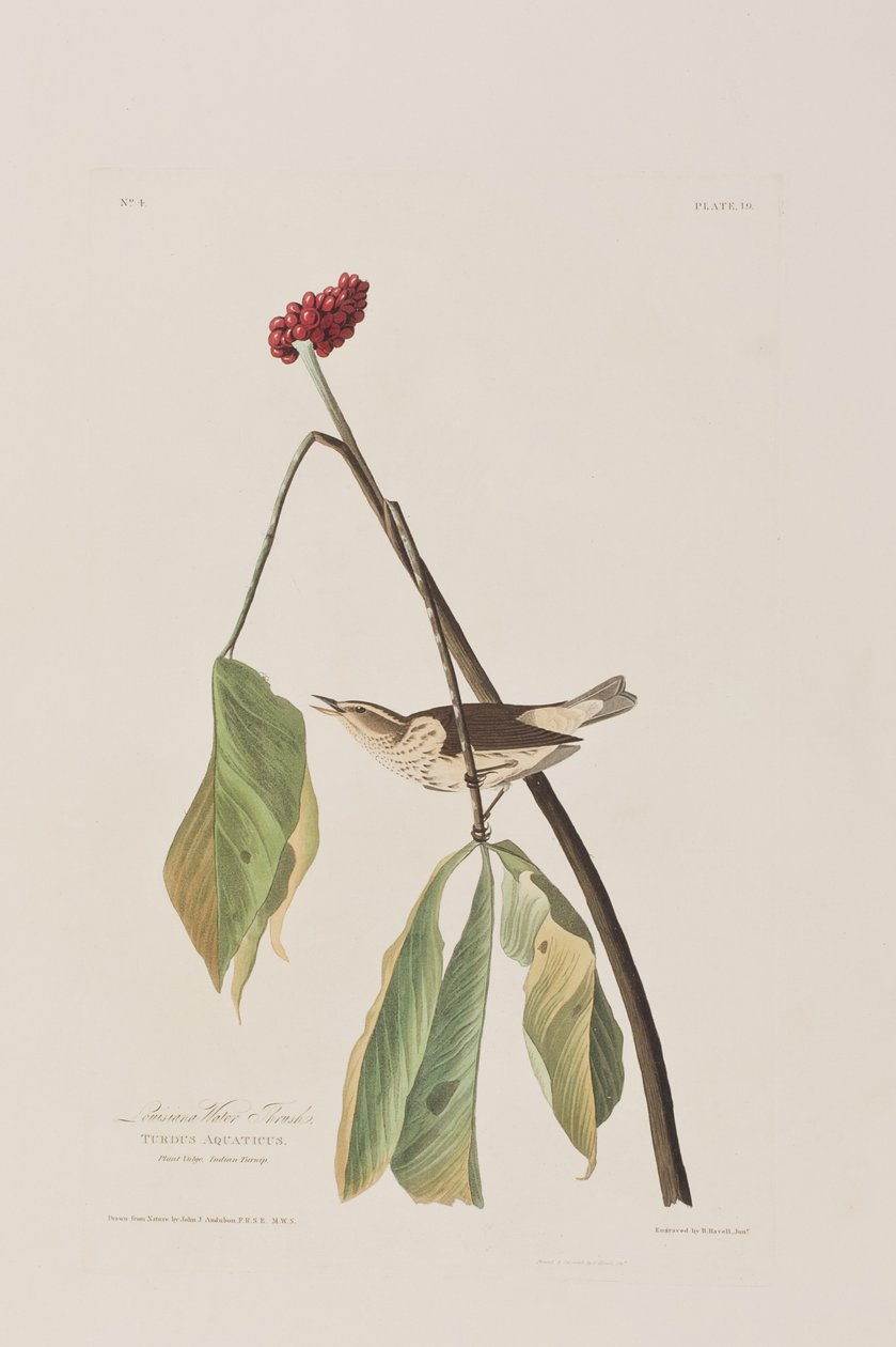 Illustration från "Birds of America" av John James Audubon