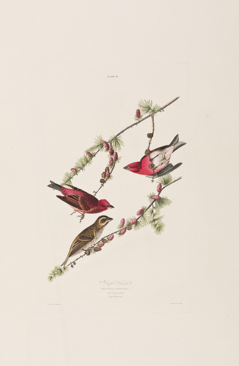 Illustration från "Birds of America" av John James Audubon