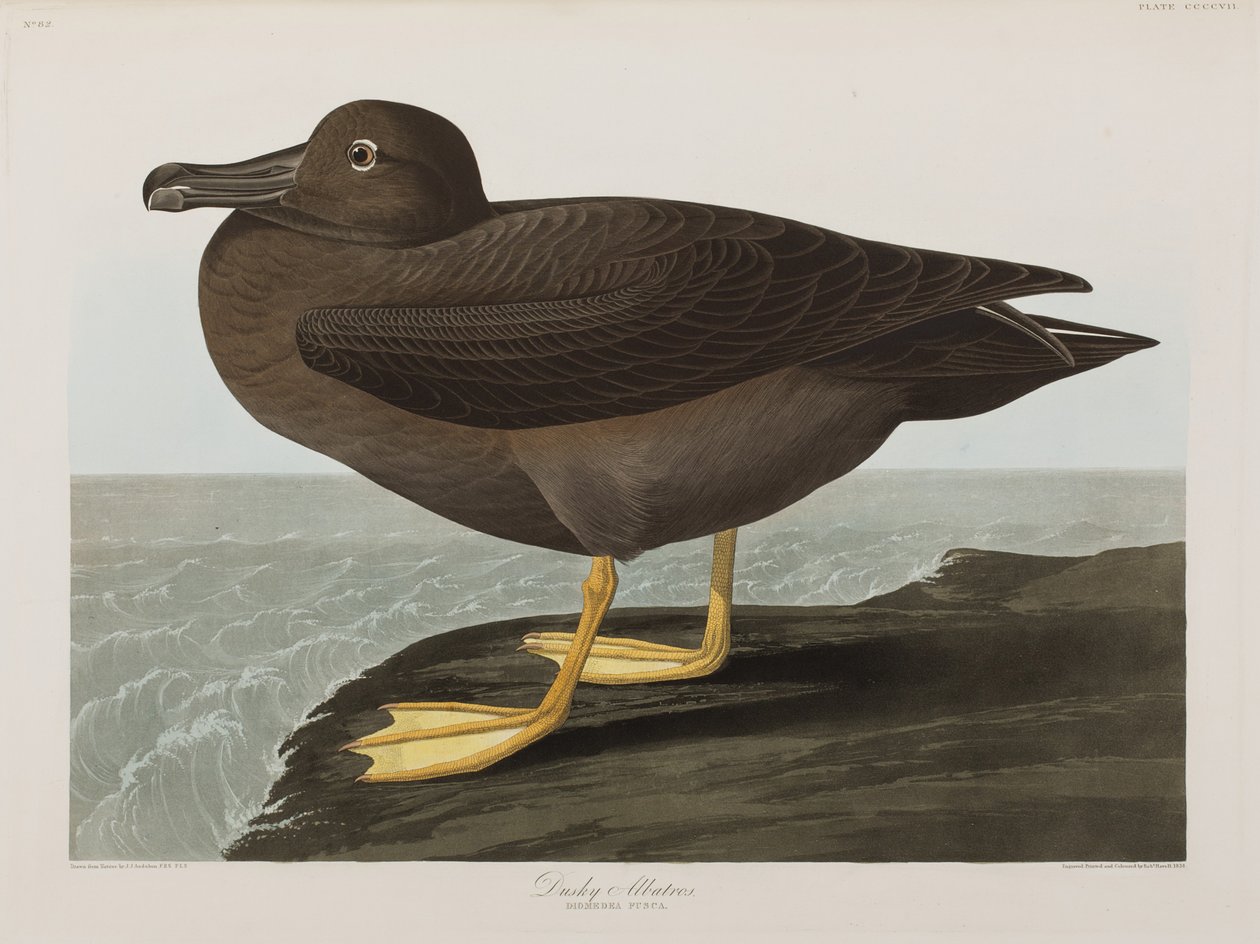 Illustration från "Birds of America" av John James Audubon