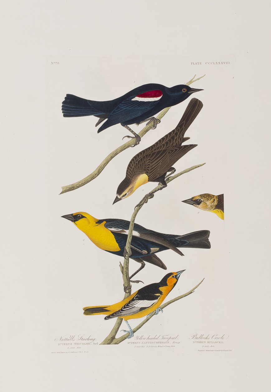 Illustration från "Birds of America" av John James Audubon