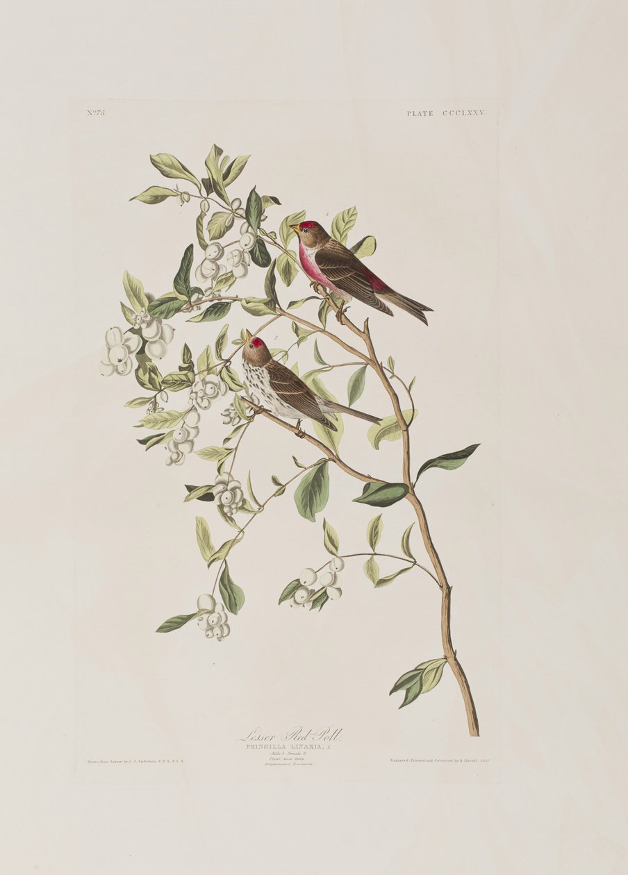 Illustration från "Birds of America" av John James Audubon