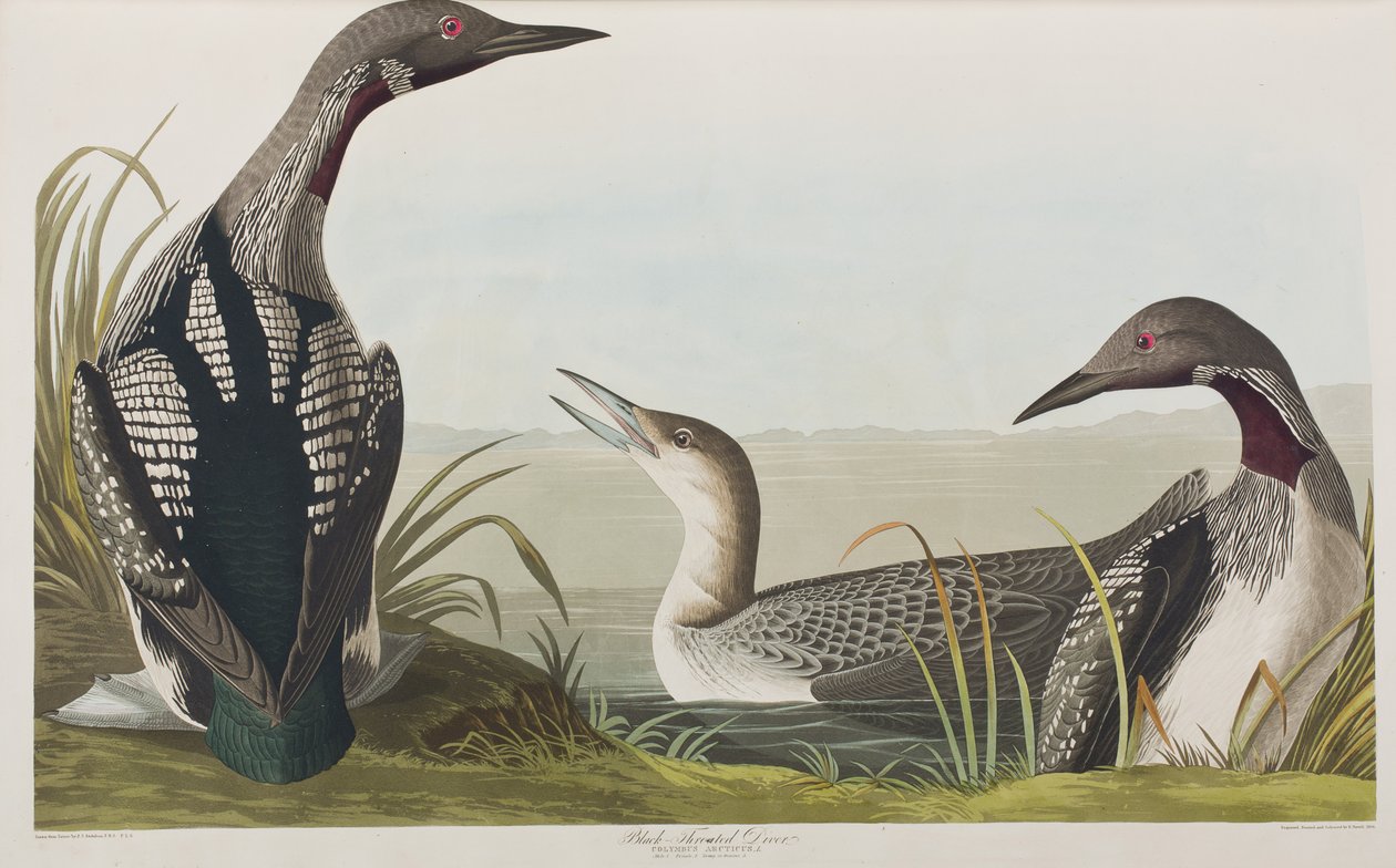 Illustration från "Birds of America" av John James Audubon