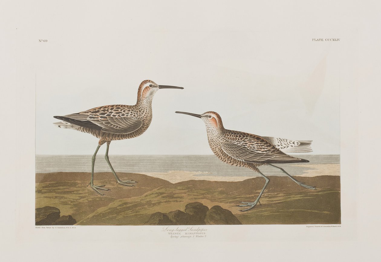 Illustration från "Birds of America" av John James Audubon