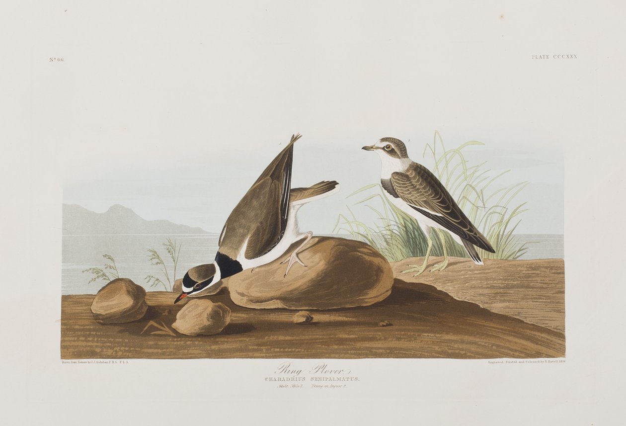 Illustration från "Birds of America" av John James Audubon