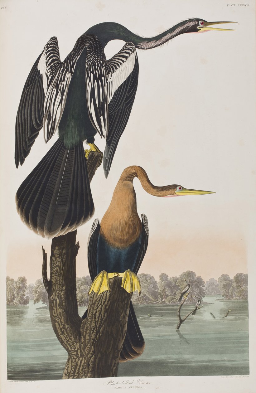 Illustration från "Birds of America" av John James Audubon