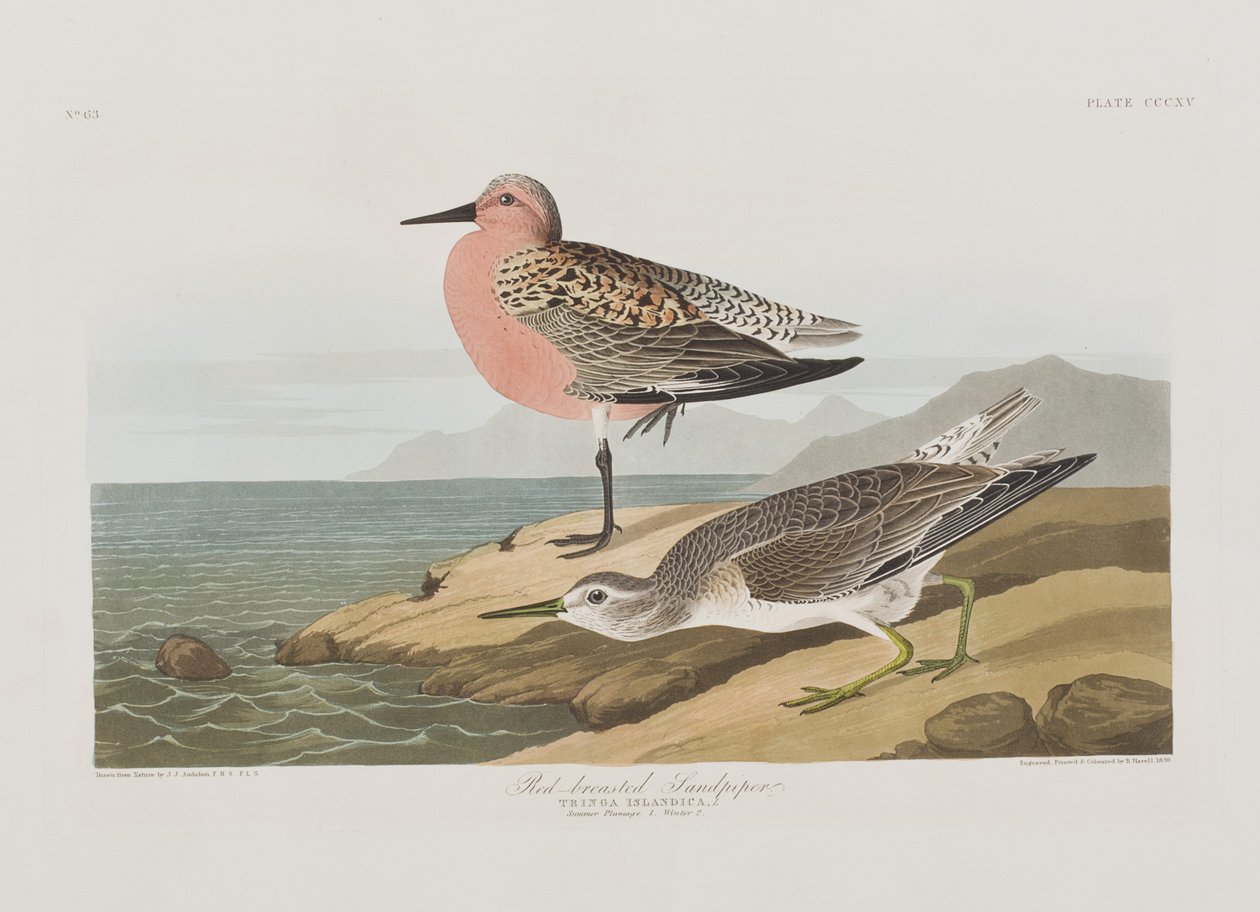 Illustration från "Birds of America" av John James Audubon