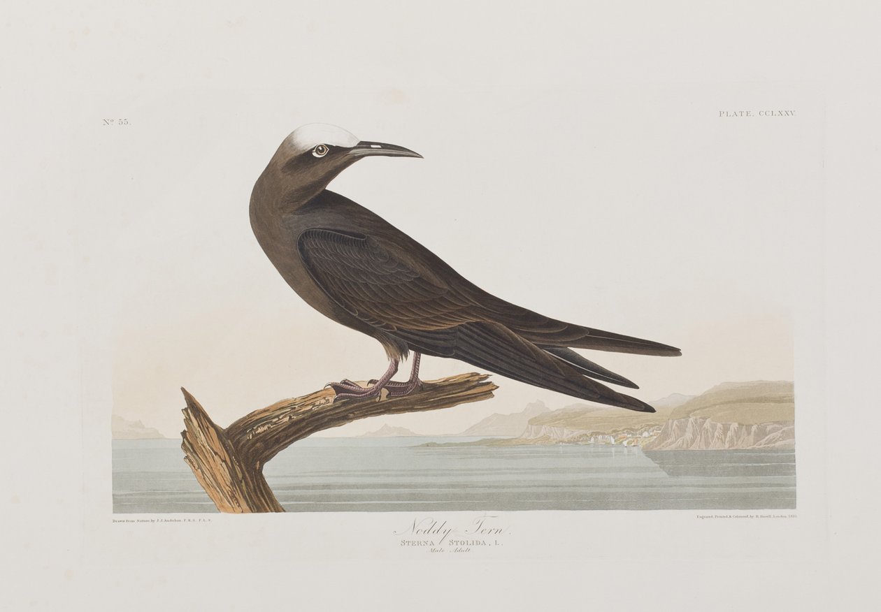 Illustration från "Birds of America" av John James Audubon