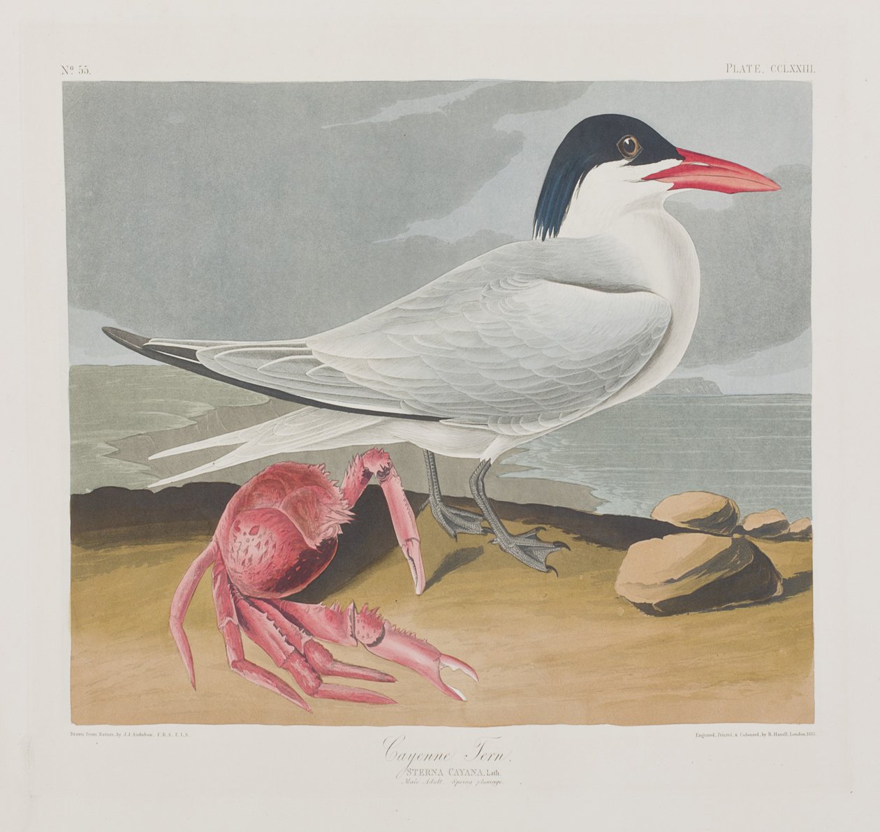 Illustration från "Birds of America" av John James Audubon