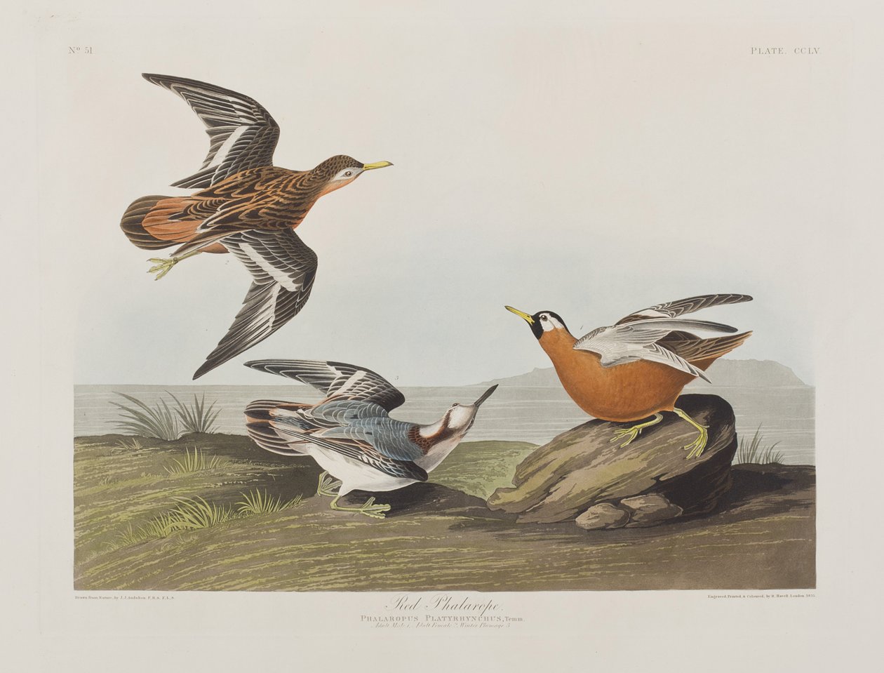 Illustration från "Birds of America" av John James Audubon