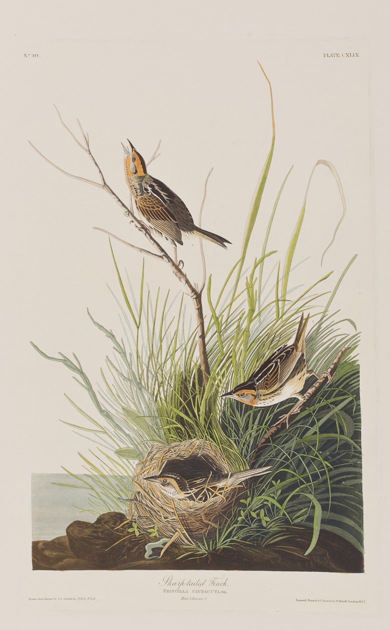 Illustration från "Birds of America" av John James Audubon