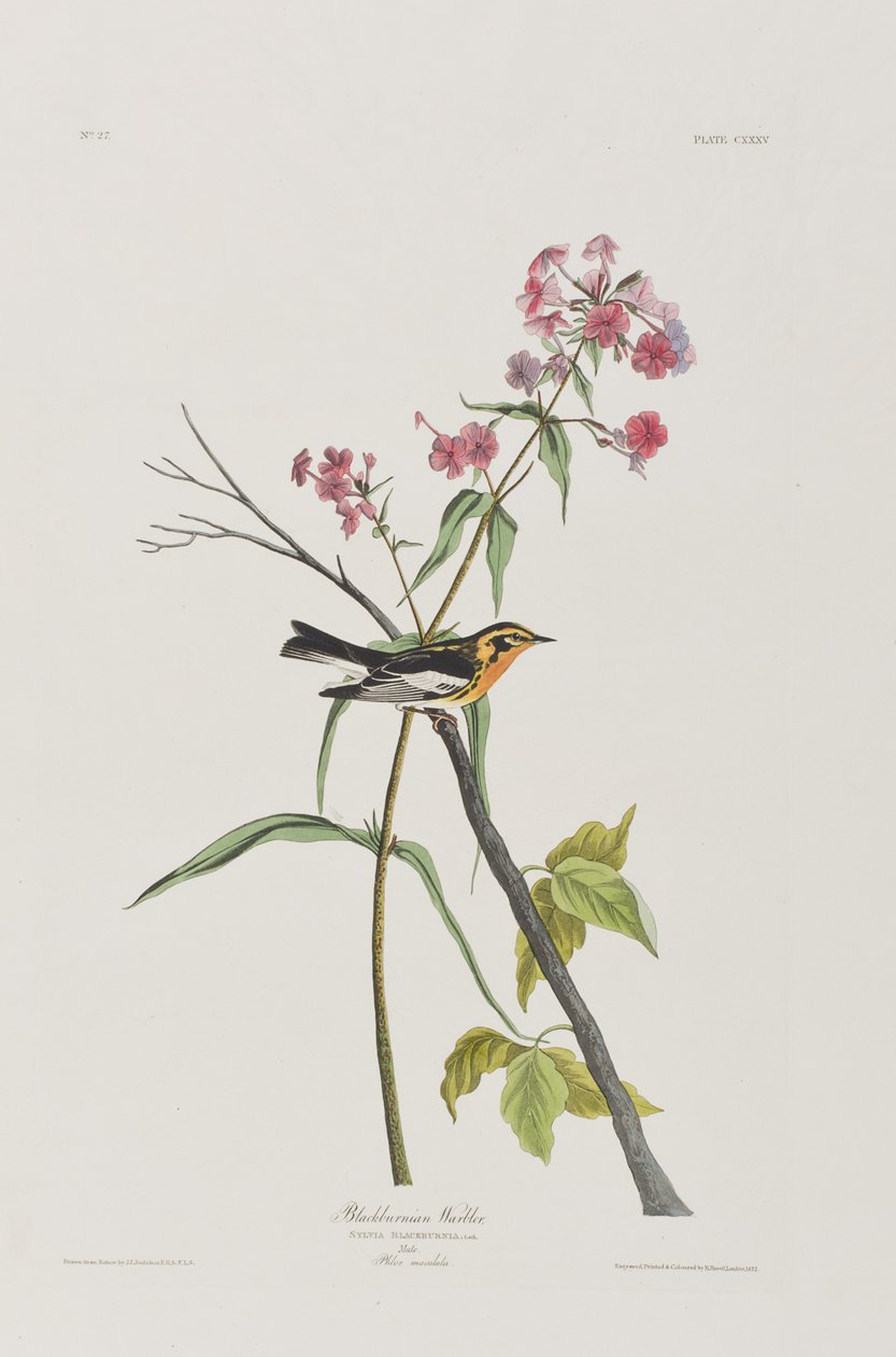 Illustration från "Birds of America" av John James Audubon