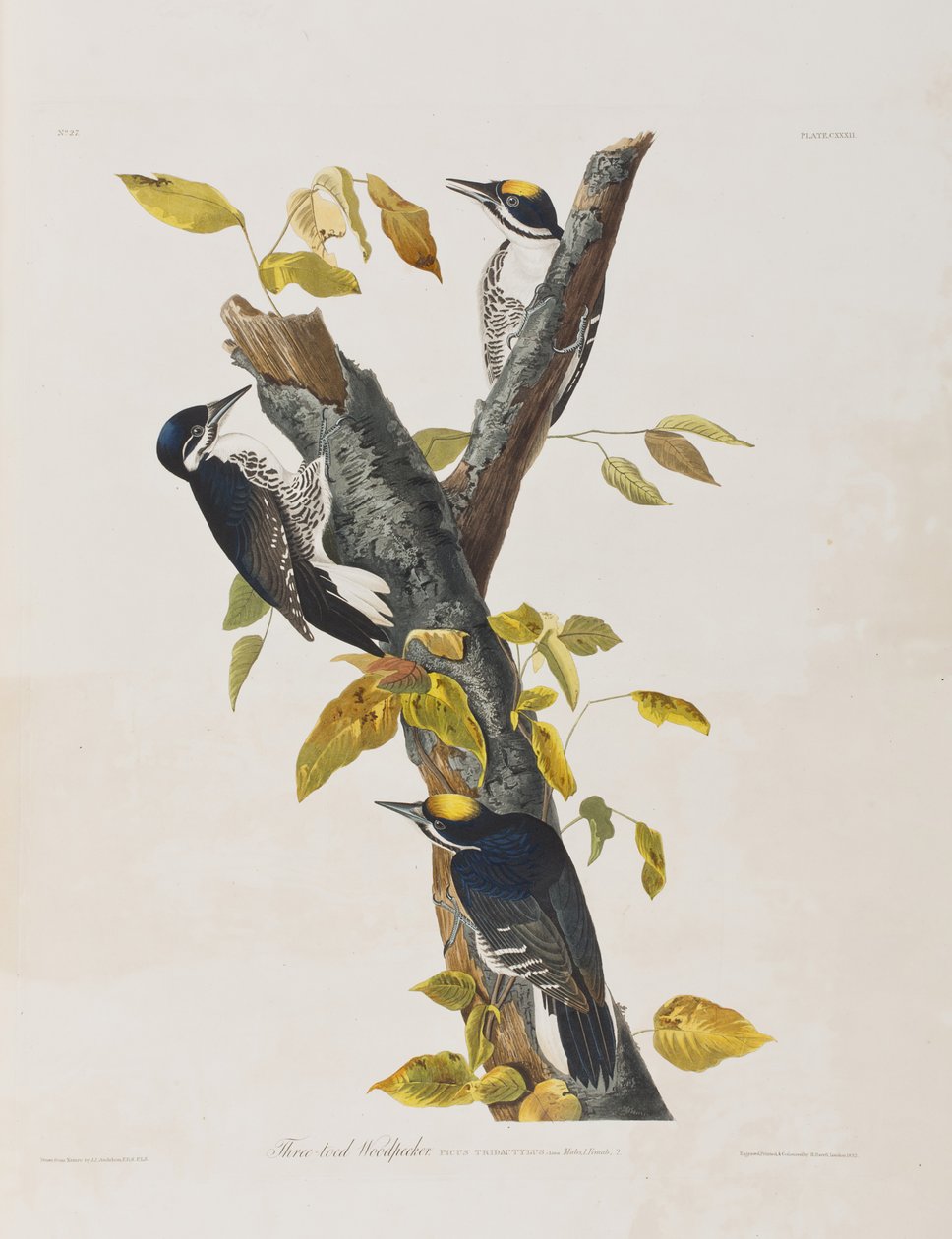 Illustration från "Birds of America" av John James Audubon