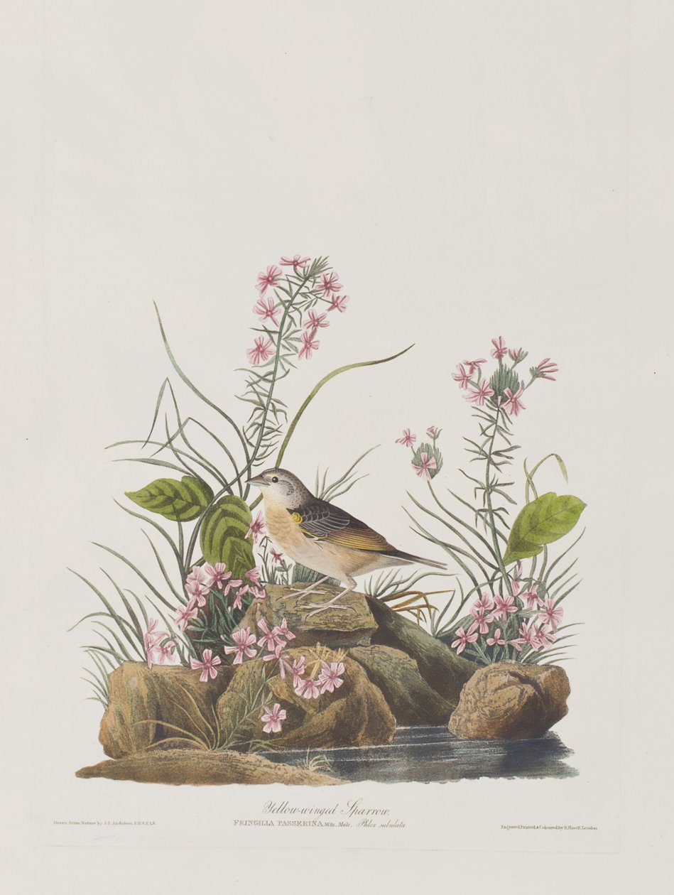 Illustration från "Birds of America" av John James Audubon