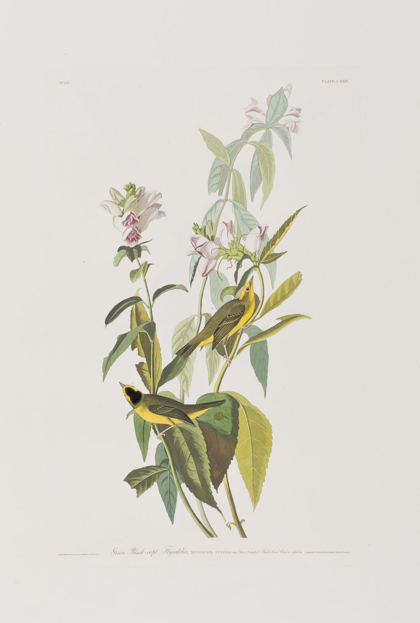 Illustration från "Birds of America" av John James Audubon