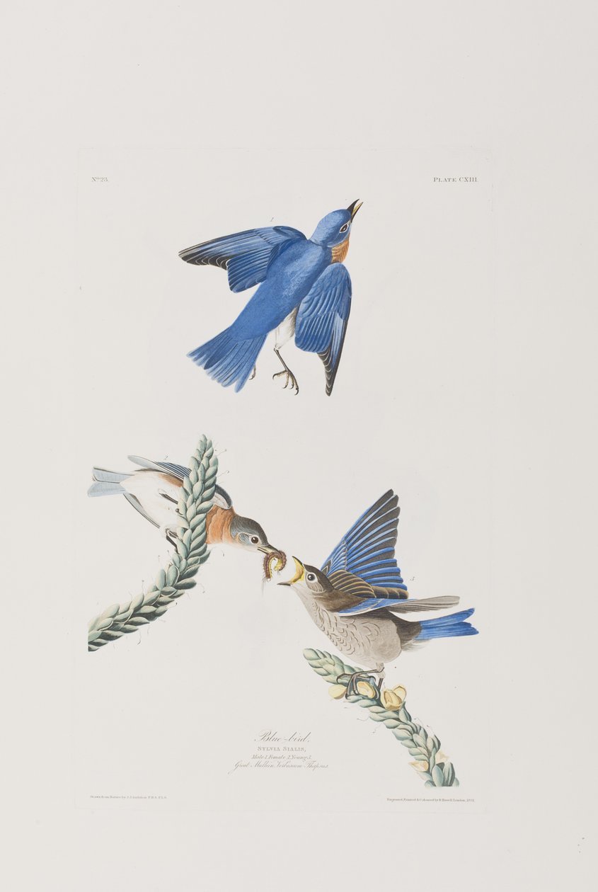 Illustration från "Birds of America" av John James Audubon