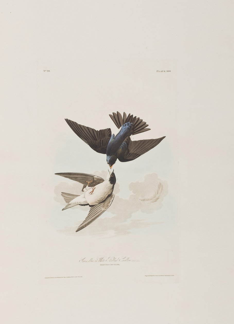 Illustration från "Birds of America" av John James Audubon
