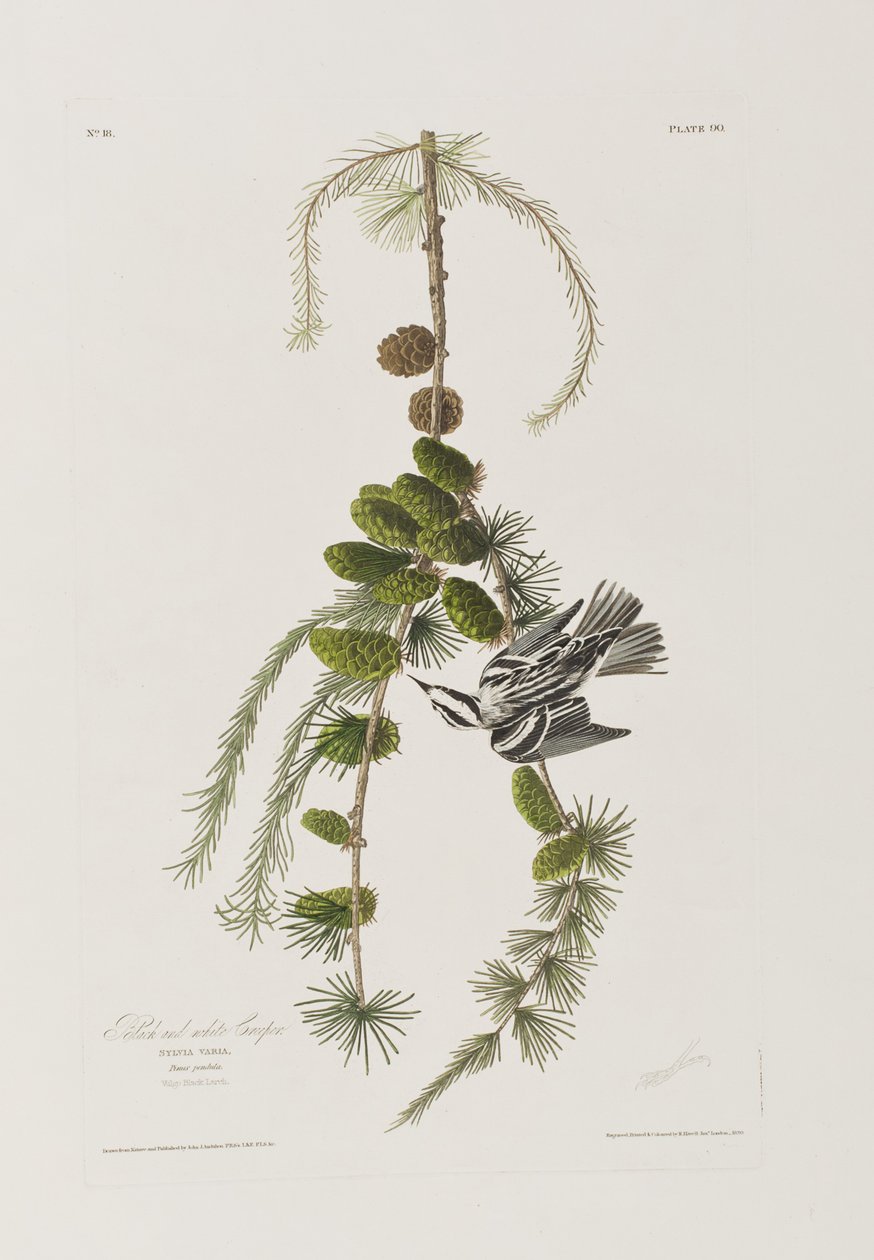 Illustration från "Birds of America" av John James Audubon