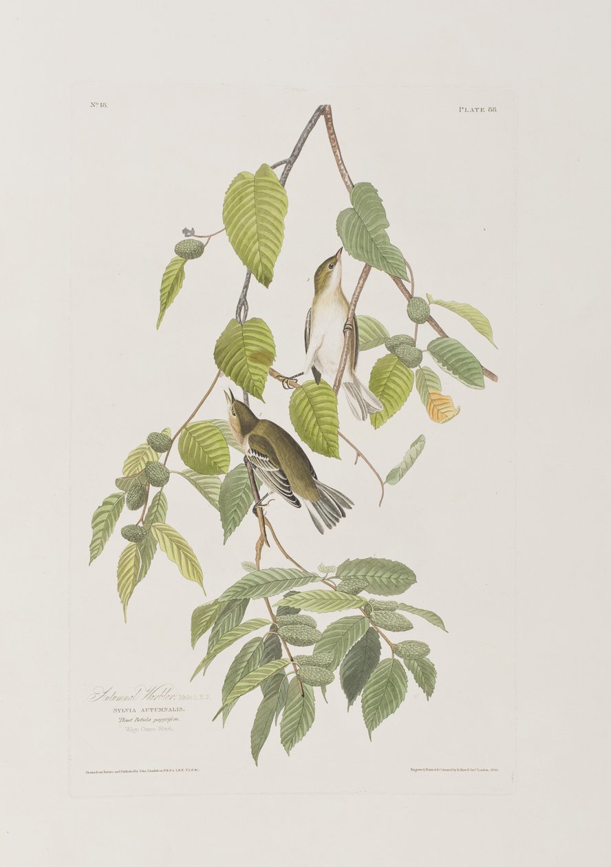 Illustration från "Birds of America" av John James Audubon