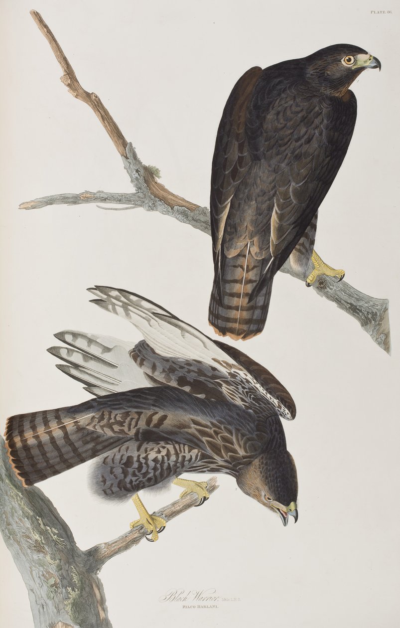 Illustration från "Birds of America" av John James Audubon