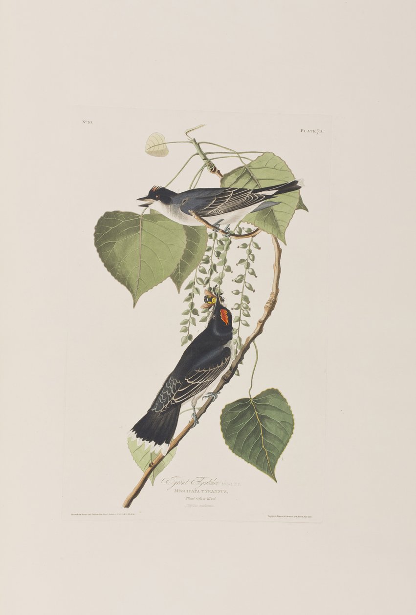 Illustration från "Birds of America" av John James Audubon