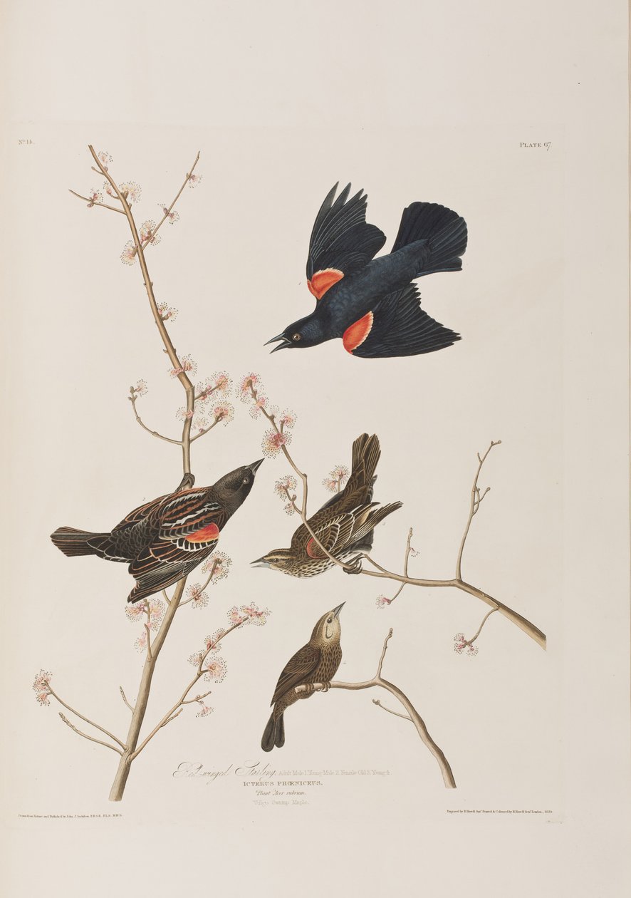 Illustration från "Birds of America" av John James Audubon