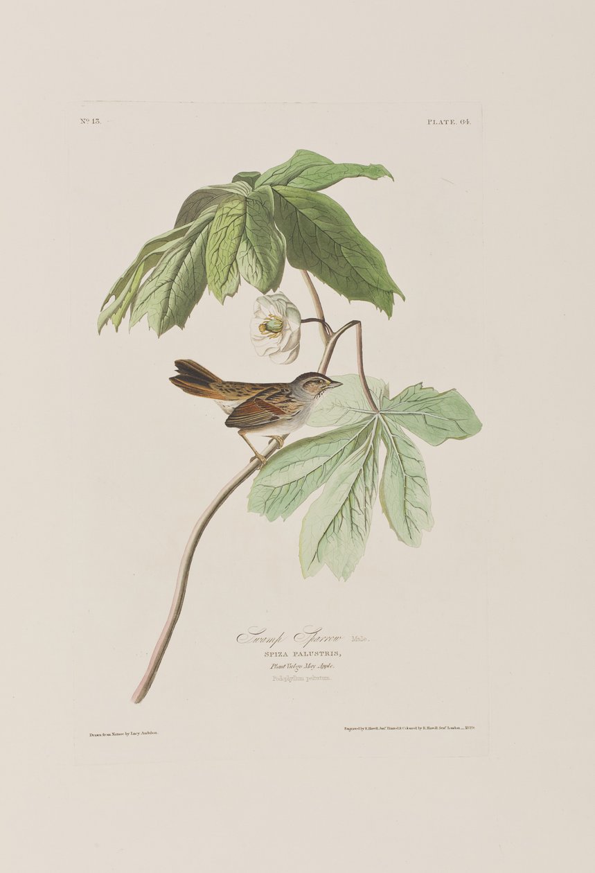 Illustration från "Birds of America" av John James Audubon