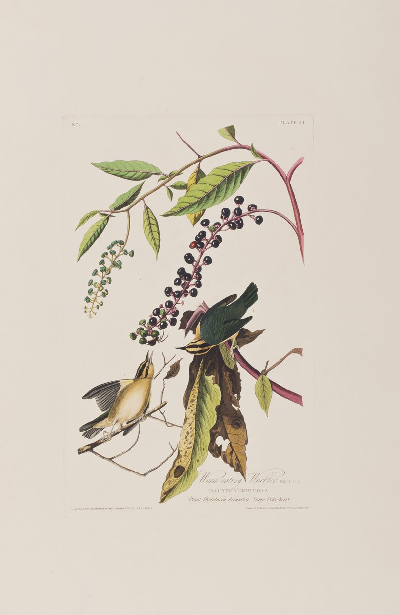 Illustration från "Birds of America" av John James Audubon