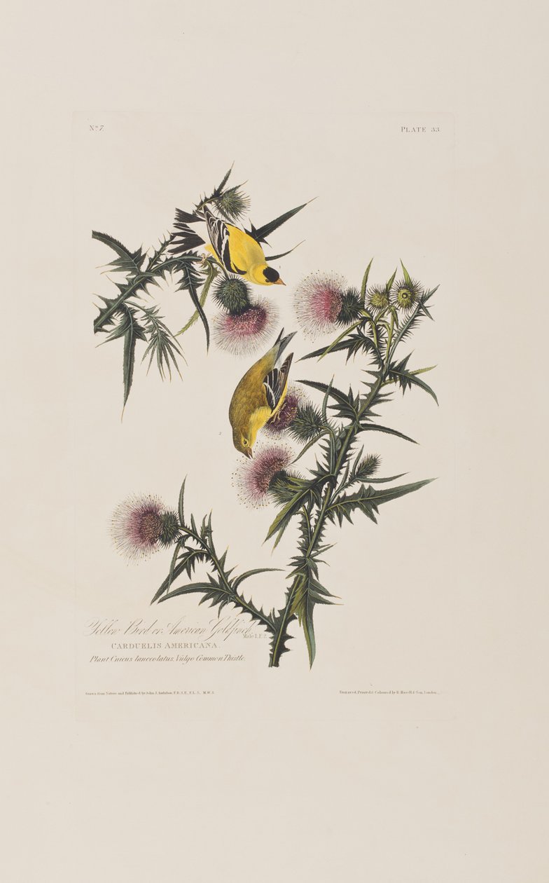 Illustration från "Birds of America" av John James Audubon