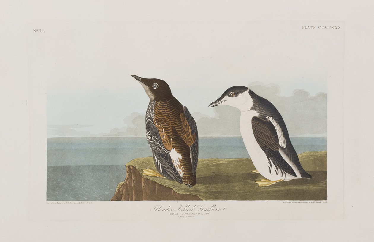 Illustration från "Birds of America" av John James Audubon