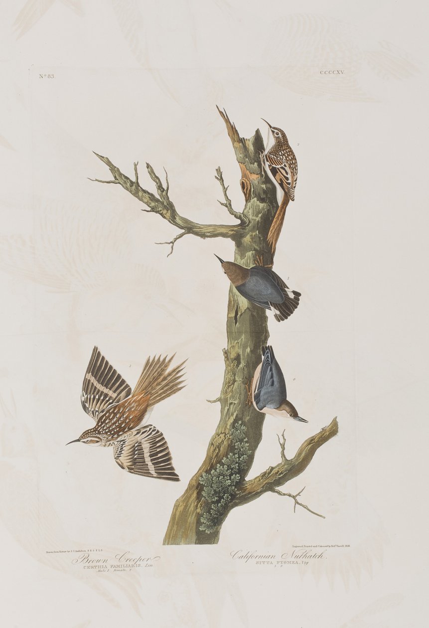 Illustration från "Birds of America" av John James Audubon
