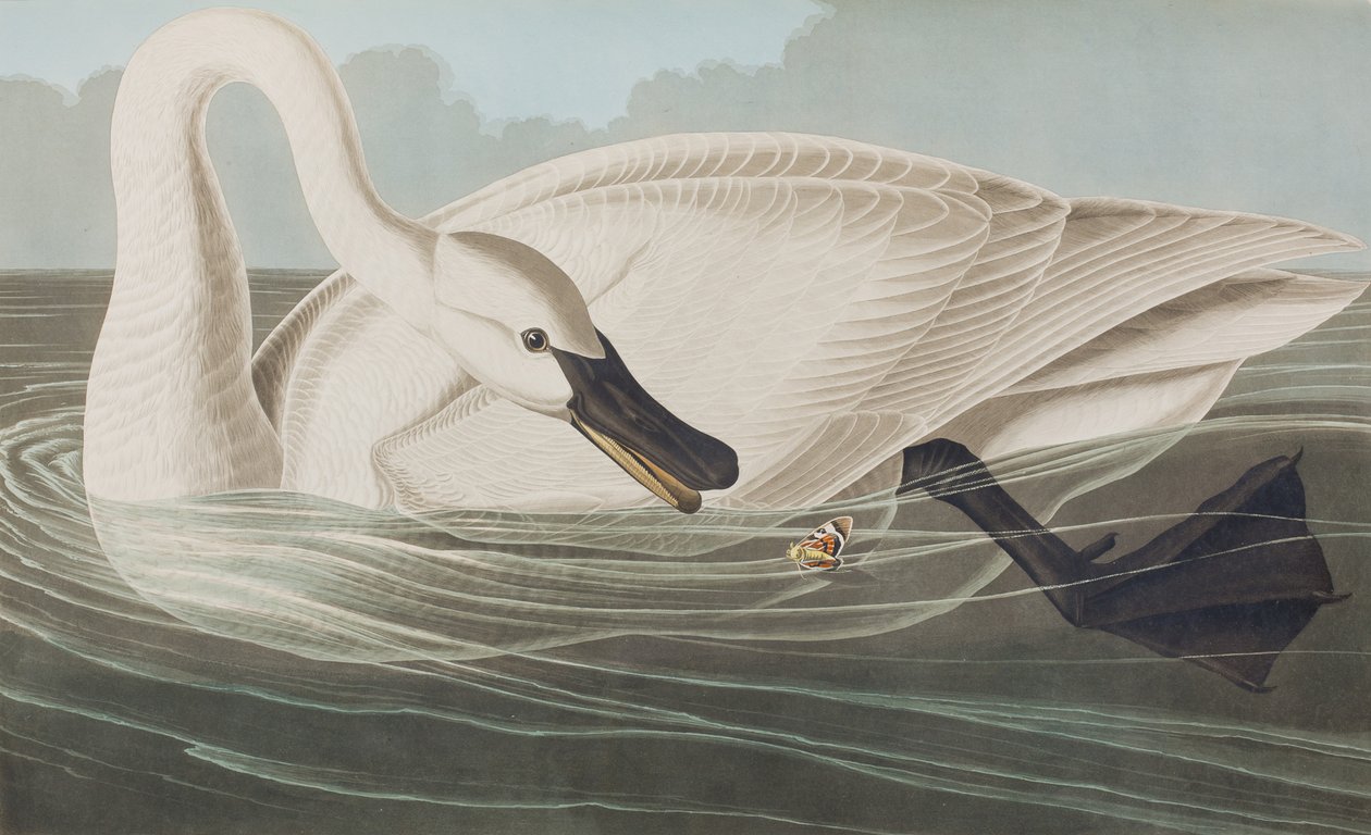 Illustration från "Birds of America" av John James Audubon
