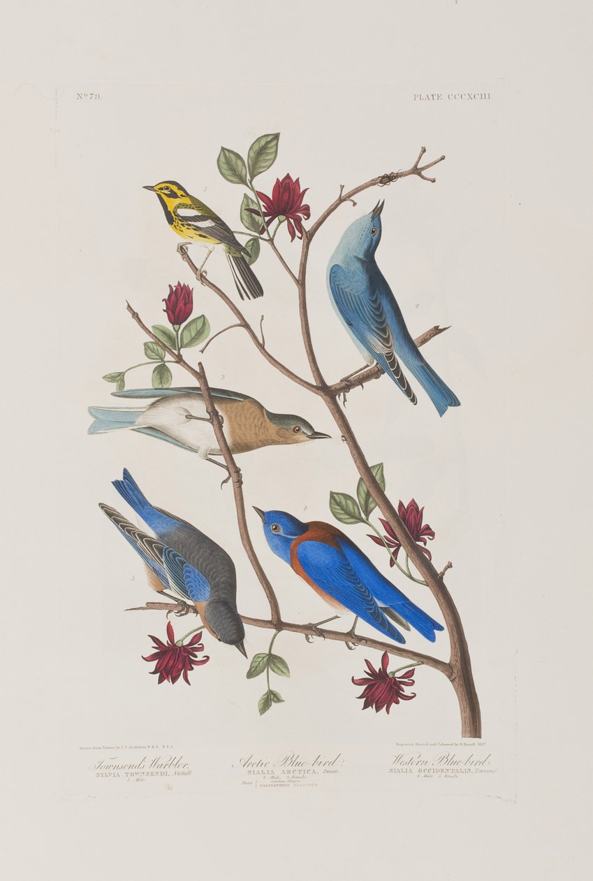 Illustration från "Birds of America" av John James Audubon