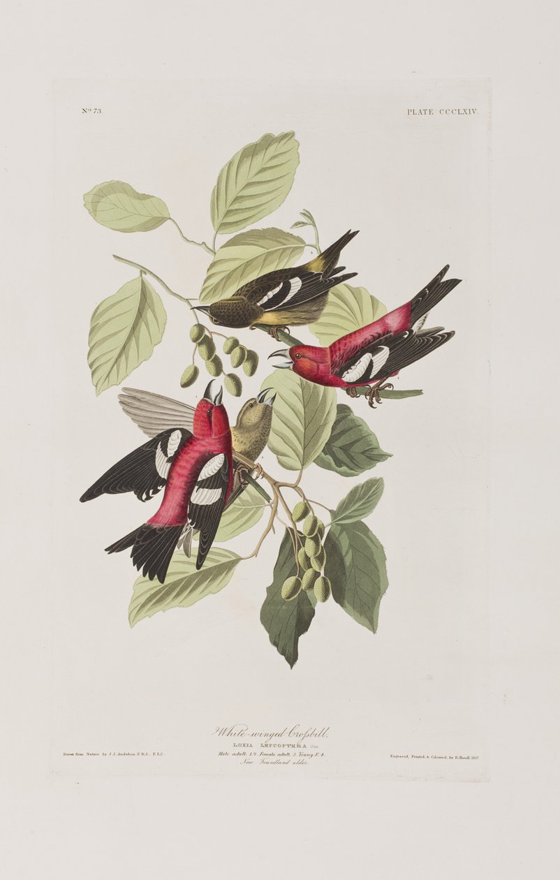 Illustration från "Birds of America" av John James Audubon